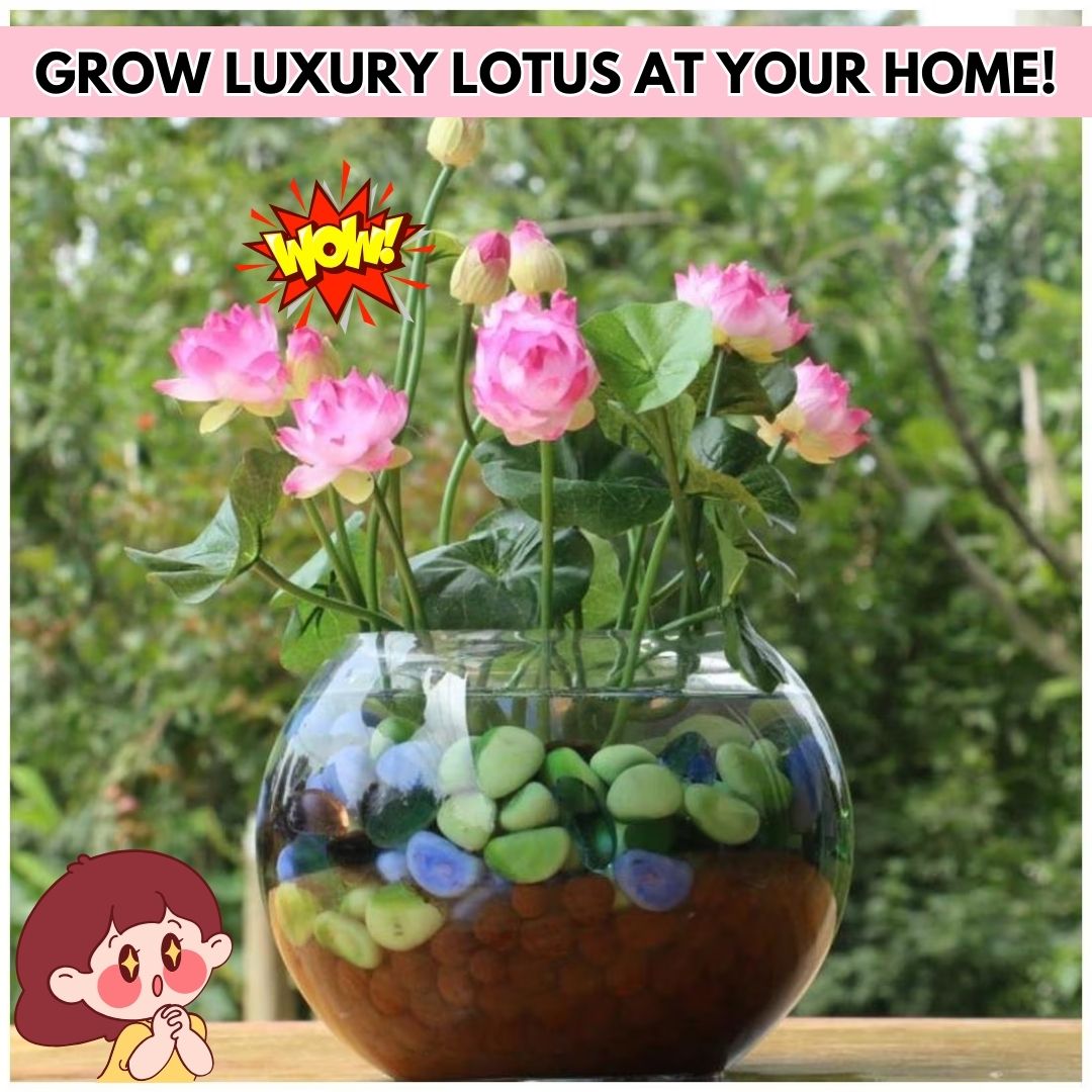 Bonsai Lotus Flower Seeds